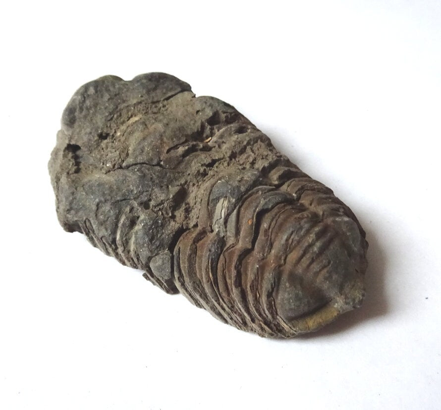 Trilobit Fossil – Calymene 410 Mio. Jahre | Devon Marokko | Sammlerstück Dekoobjekt