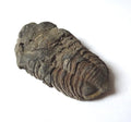 Trilobit Fossil – Calymene 410 Mio. Jahre | Devon Marokko | Sammlerstück Dekoobjekt