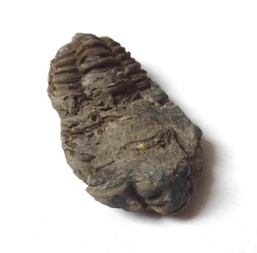 Trilobit Fossil – Calymene 410 Mio. Jahre | Devon Marokko | Sammlerstück Dekoobjekt
