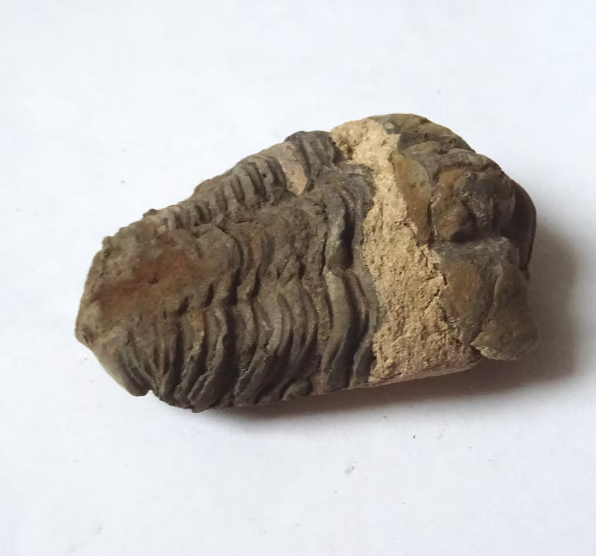 Trilobit Fossil – Calymene 410 Mio. Jahre | Devon Marokko | Sammlerstück Dekoobjekt