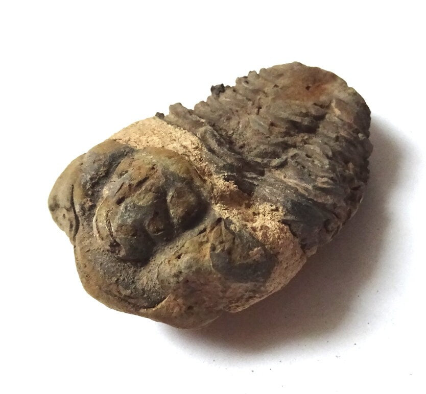 Trilobit Fossil – Calymene 410 Mio. Jahre | Devon Marokko | Sammlerstück Dekoobjekt