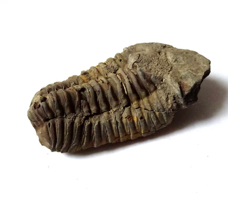 Trilobit Fossil – Calymene 410 Mio. Jahre | Devon Marokko | Sammlerstück Dekoobjekt