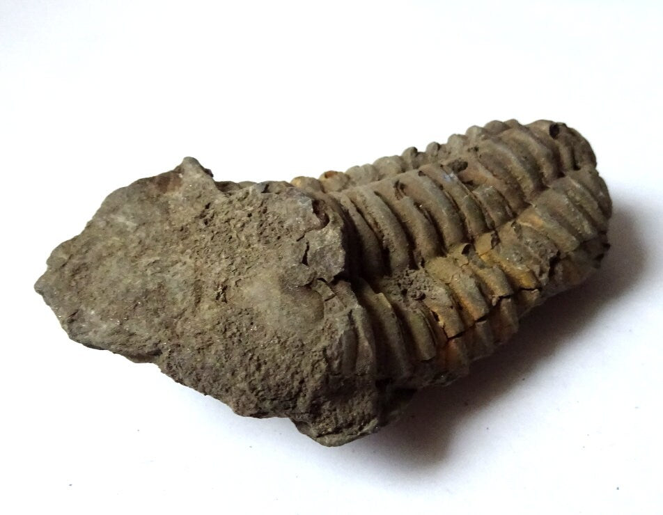 Trilobit Fossil – Calymene 410 Mio. Jahre | Devon Marokko | Sammlerstück Dekoobjekt