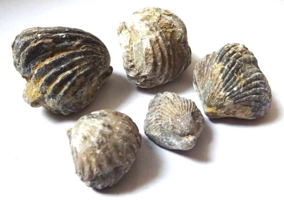 5 Brachiopoden Fossilien – Spirifer & Rhynchonella | Armfüßler Set, Sammlerobjekt