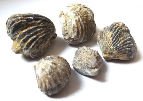 5 Brachiopoden Fossilien – Spirifer & Rhynchonella | Armfüßler Set, Sammlerobjekt