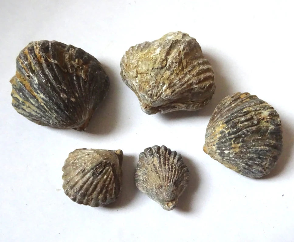 5 Brachiopoden Fossilien – Spirifer & Rhynchonella | Armfüßler Set, Sammlerobjekt