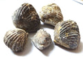 5 Brachiopoden Fossilien – Spirifer & Rhynchonella | Armfüßler Set, Sammlerobjekt