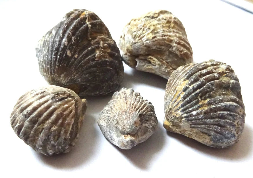 5 Brachiopoden Fossilien – Spirifer & Rhynchonella | Armfüßler Set, Sammlerobjekt