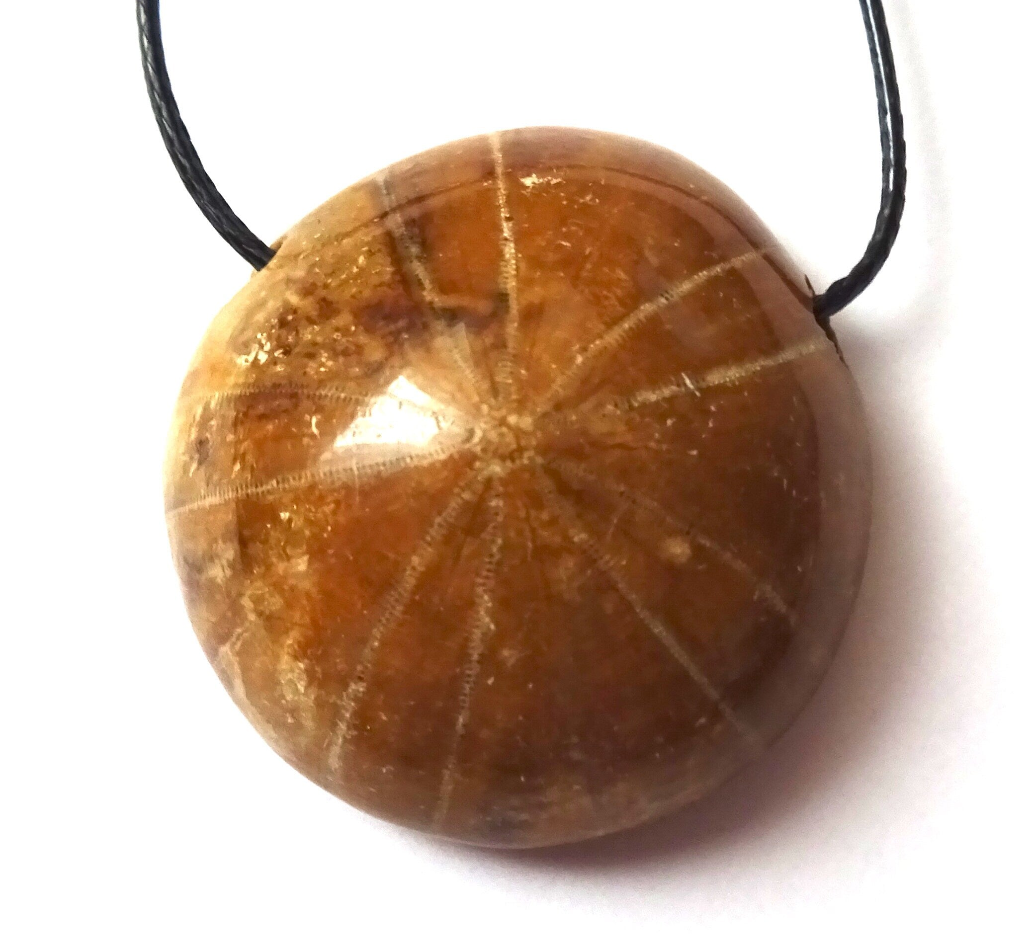 Versteinerter Seeigel Anhänger am Band – Pygurus Urchin, Madagaskar, ca. 30 mm