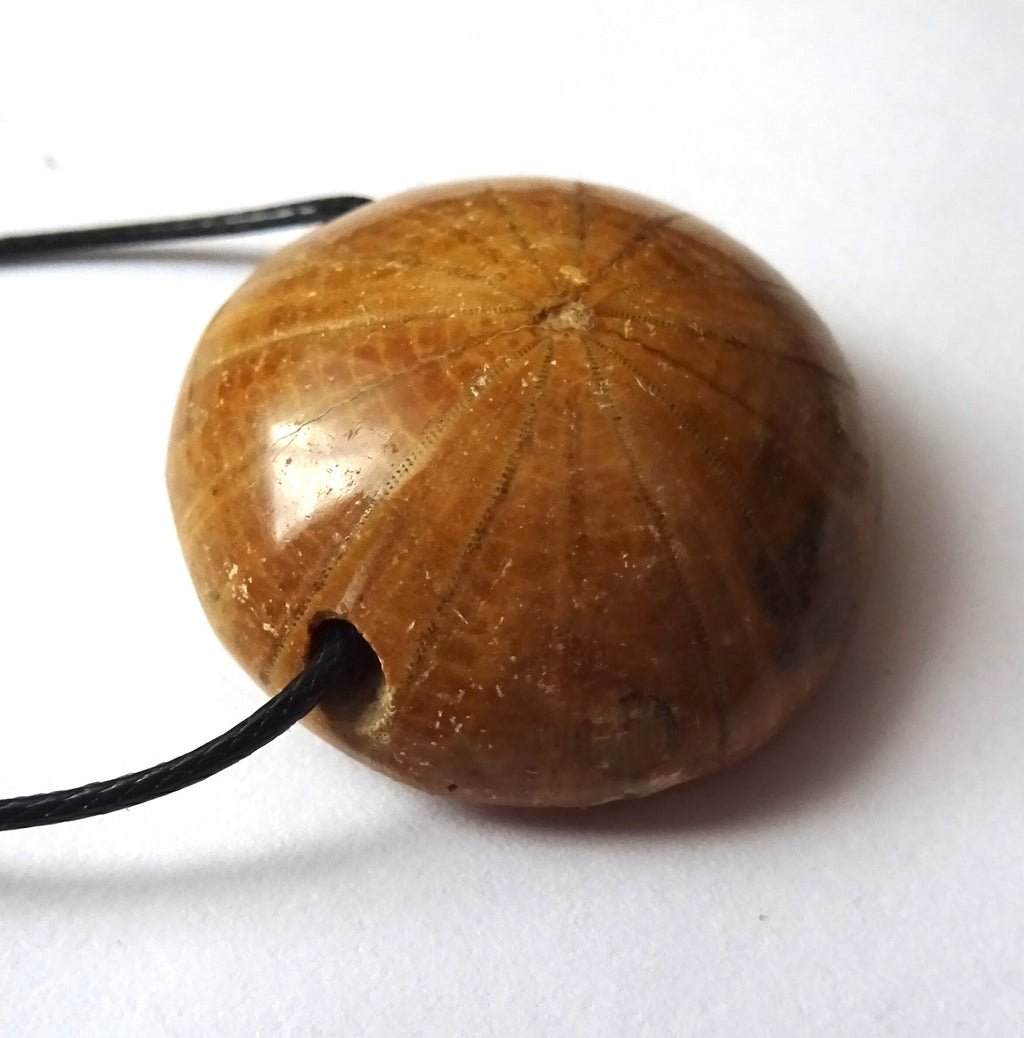 Versteinerter Seeigel Anhänger am Band – Pygurus Urchin, Madagaskar, ca. 30 mm