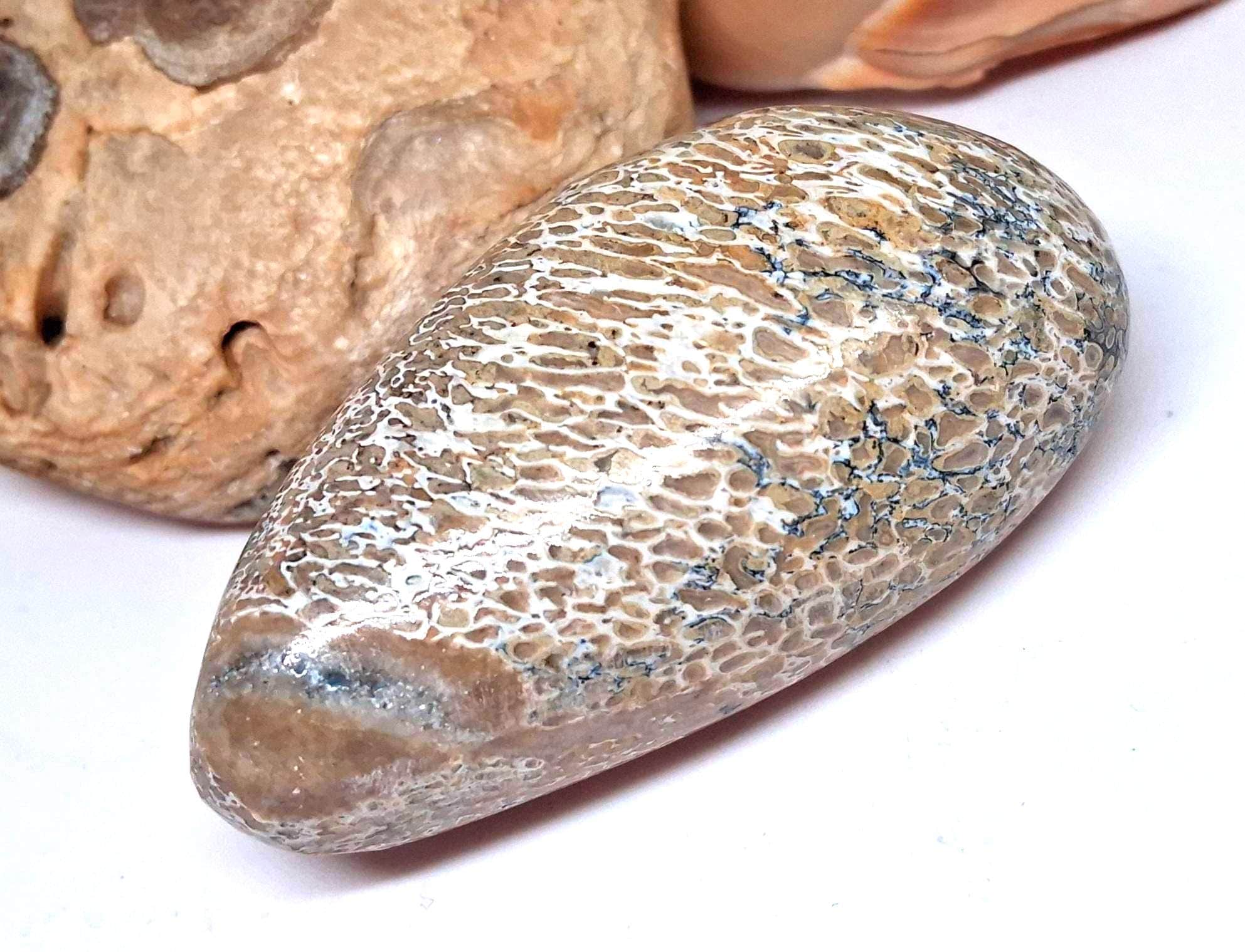 Dinosaurierknochen Taschenstein – Atlasaurus Fossil 170 Mio. Jahre | Handpoliert Marokko