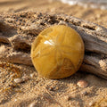 Versteinerter Seeigel | Pygurus Urchin | Madagaskar | ca. 60 × 60 mm | ~100 Mio. Jahre